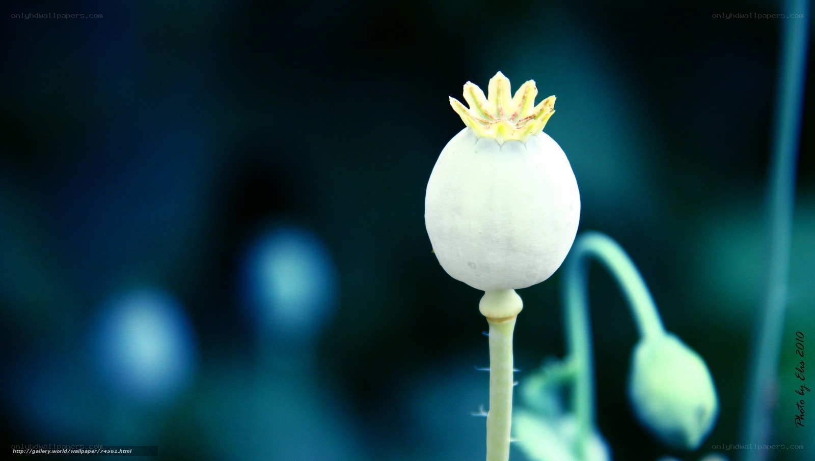 White poppy bud close-up