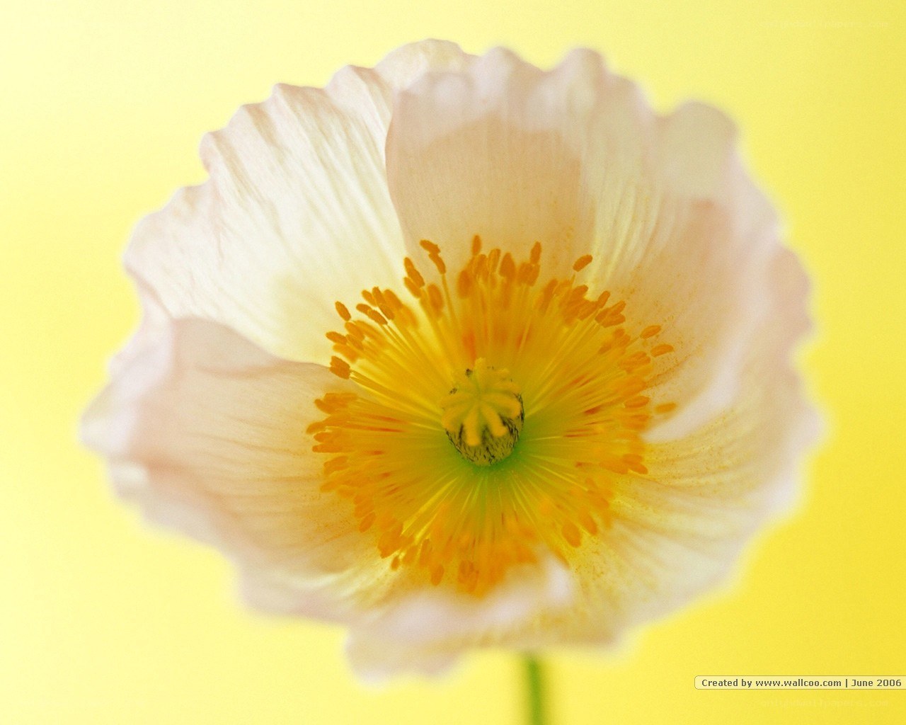 white poppy flower
