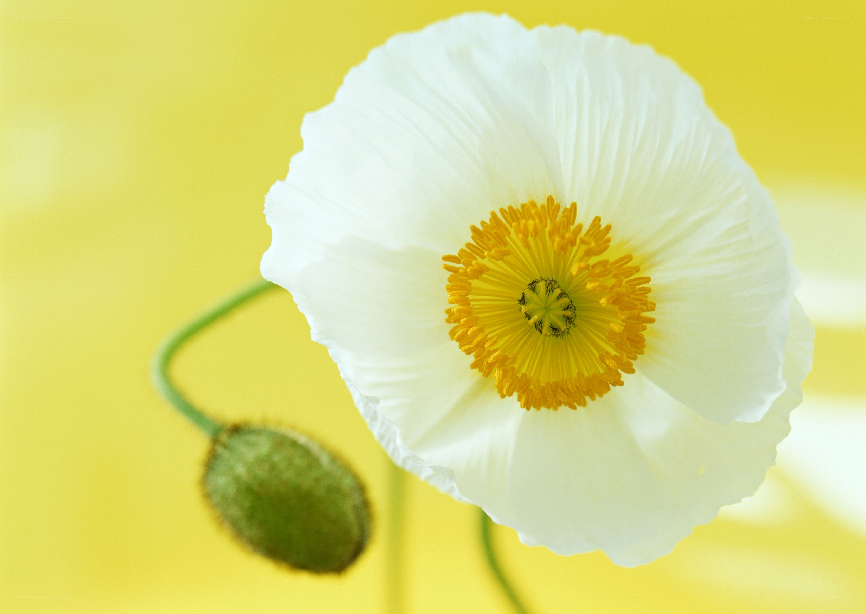 White poppy flower