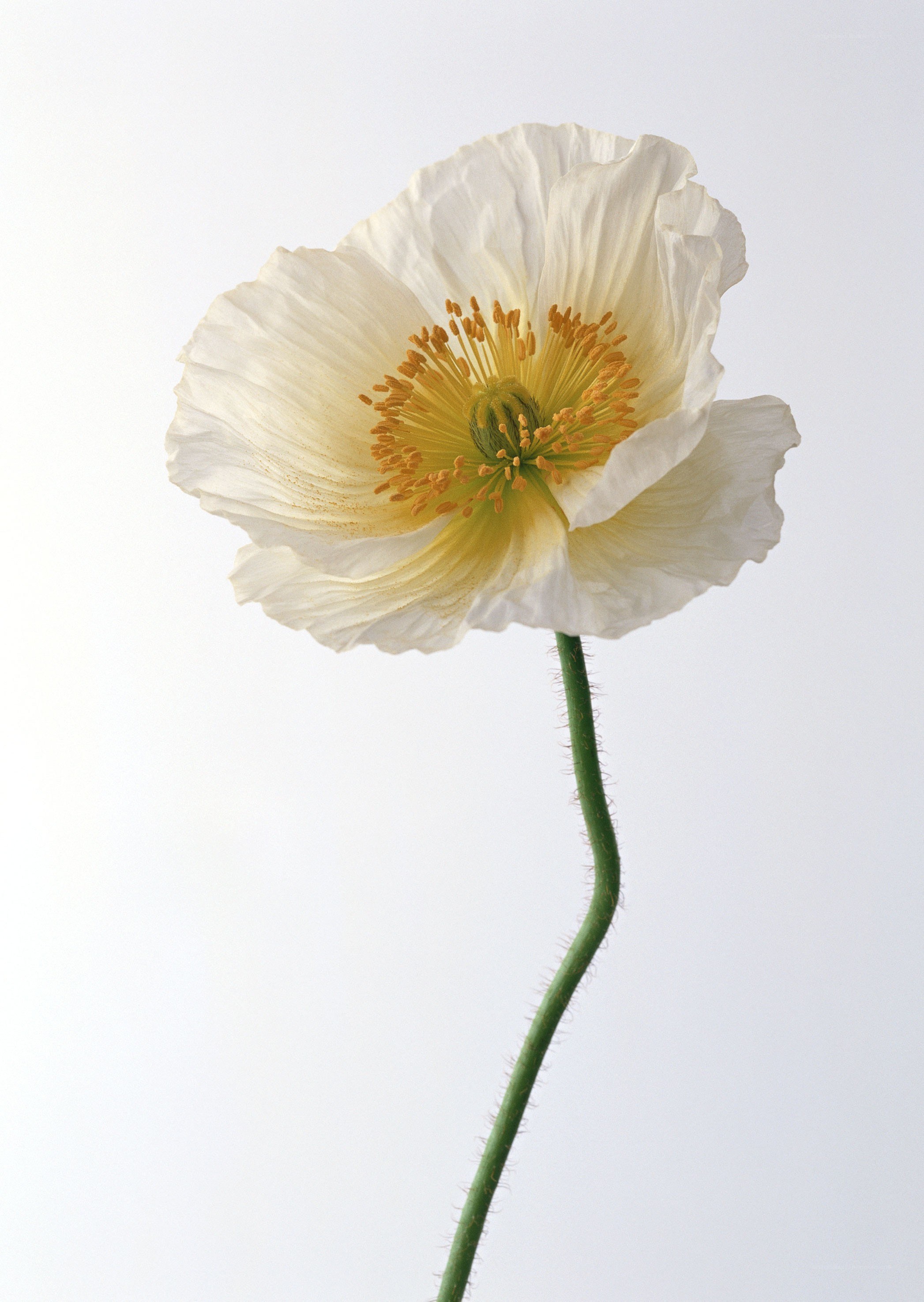 white poppy flower