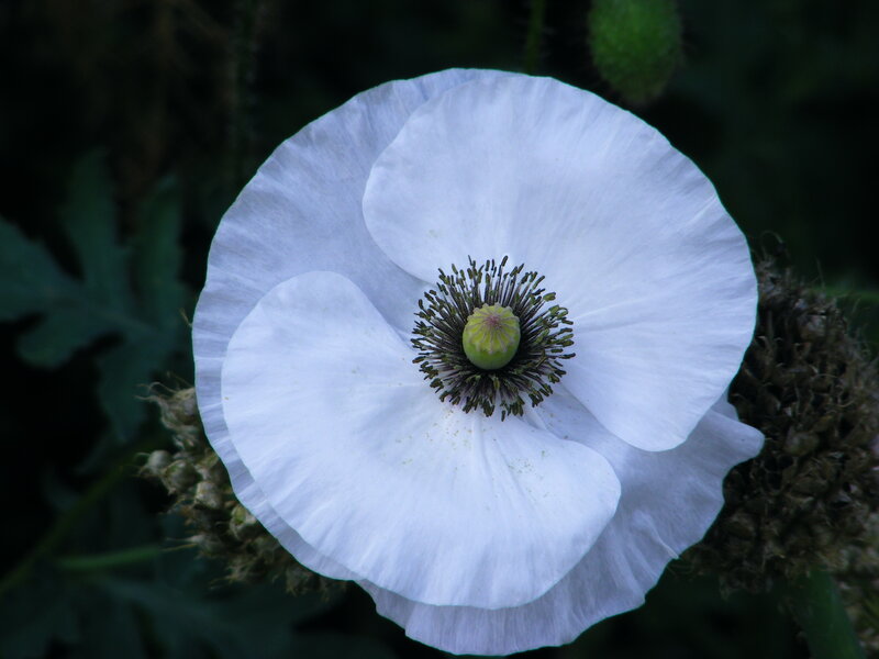 white poppy flower