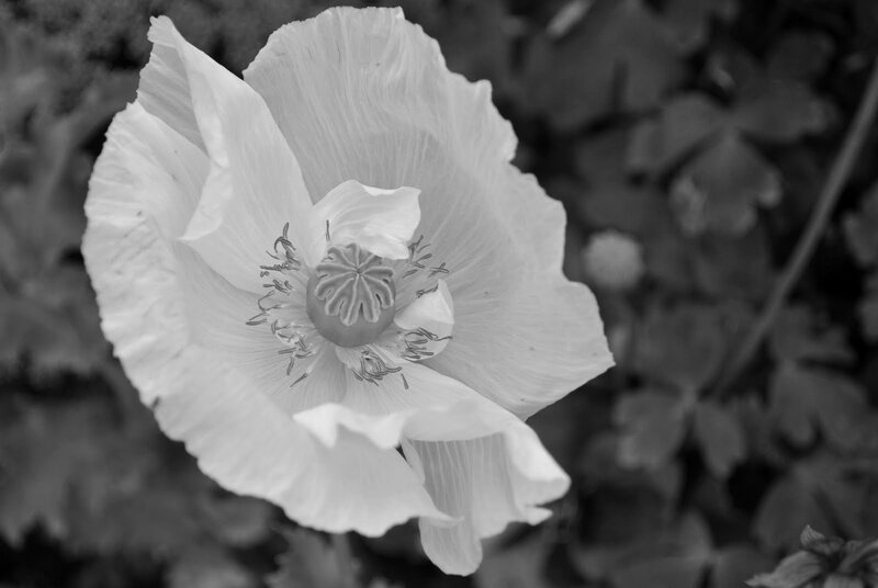 White Poppy Flower — Black