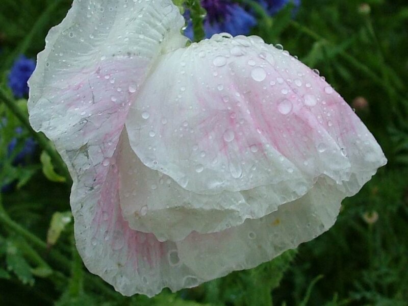 White Poppy Flower — Calm, Morning