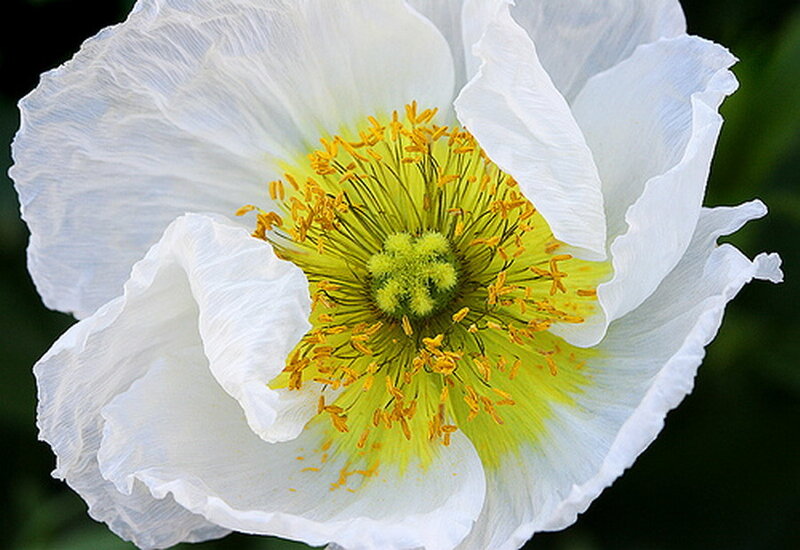 White Poppy Flower — Calm