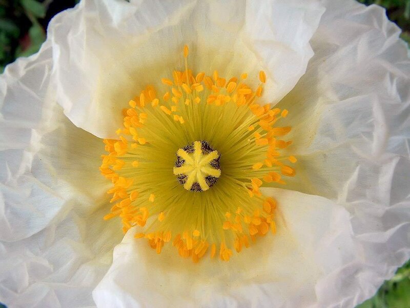 white poppy flower center