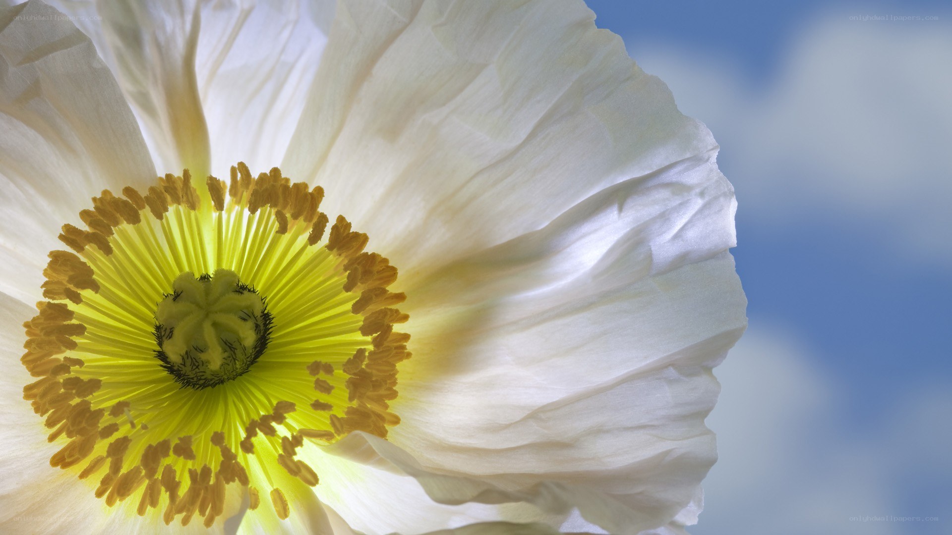 white poppy flower close-up