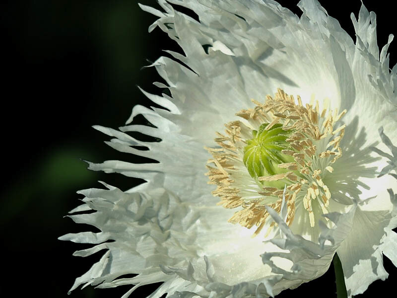White Poppy Flower — Dramatic
