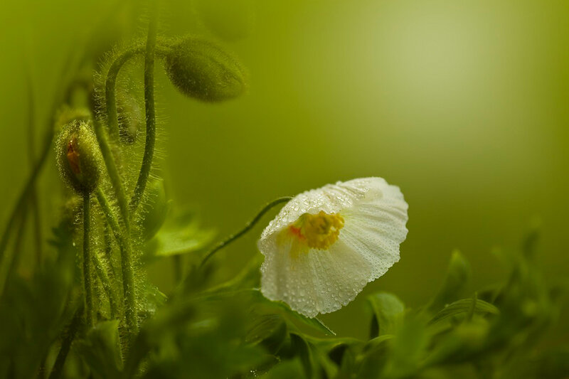 White Poppy Flower — Green