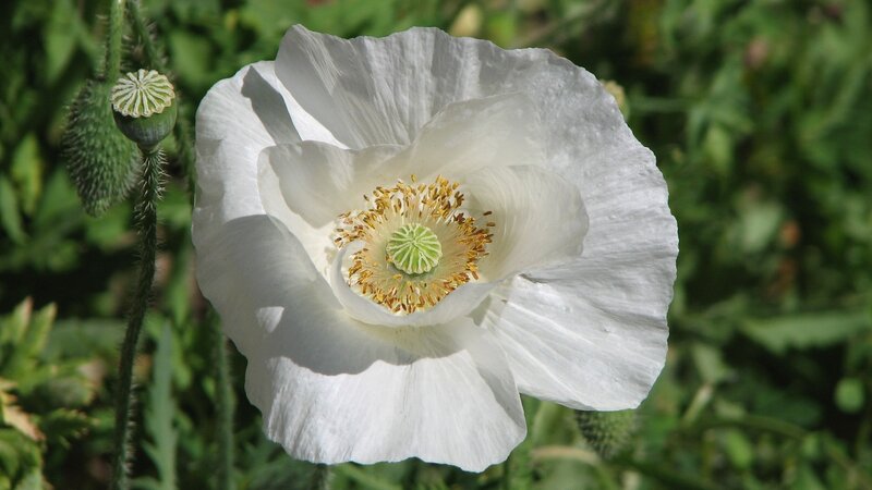 White poppy flower in bloom