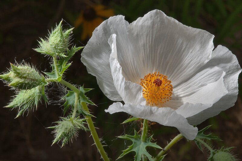 White Poppy Flower — Natural, Afternoon, Photograph