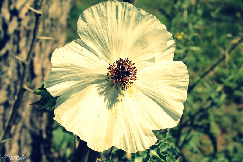 White Poppy Flower — Natural, Afternoon