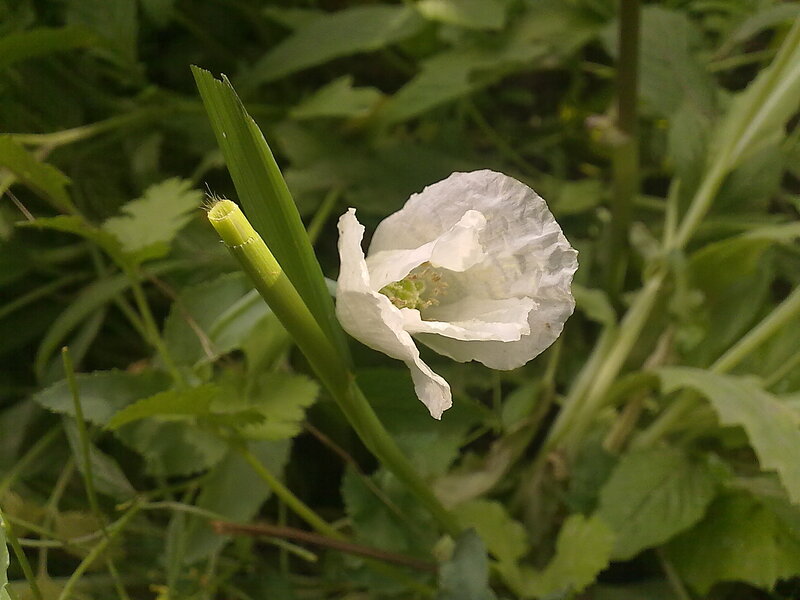 White Poppy Flower — Natural