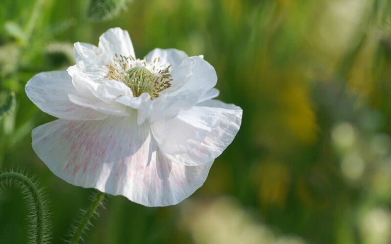 White Poppy Flower — Serene, Afternoon