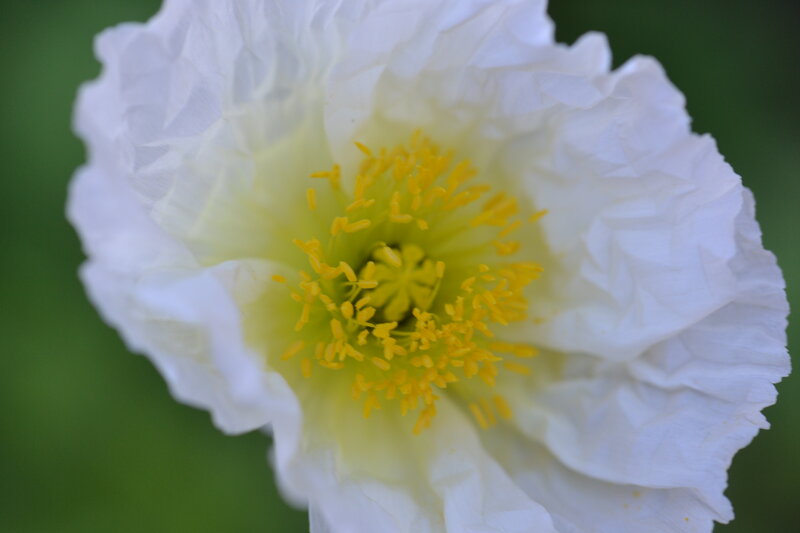 White Poppy Flower — Serene, Photograph