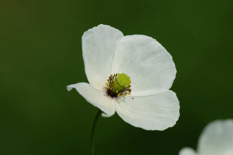 White Poppy Flower — Serene