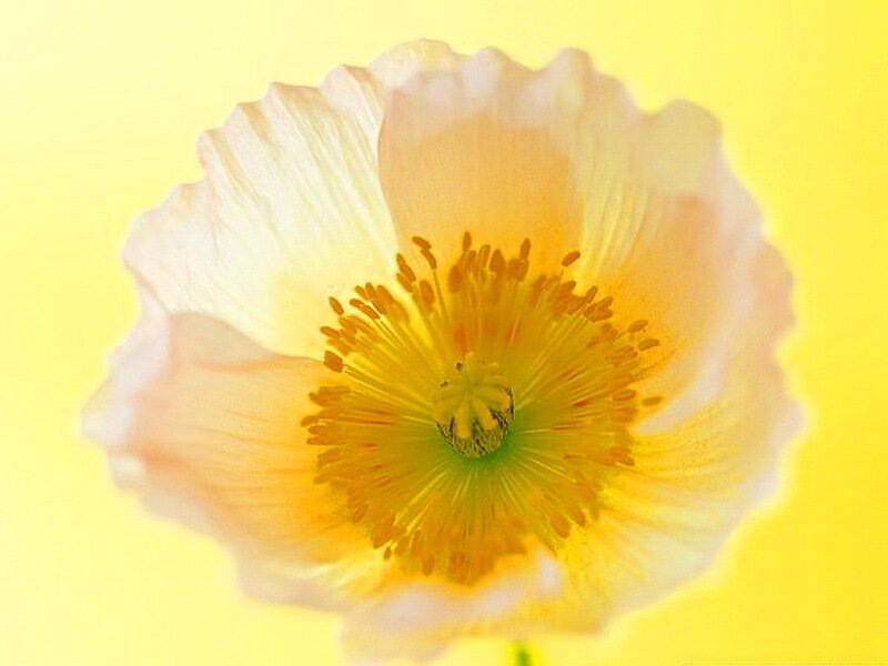 White Poppy Flower — Yellow, Calm, Photograph