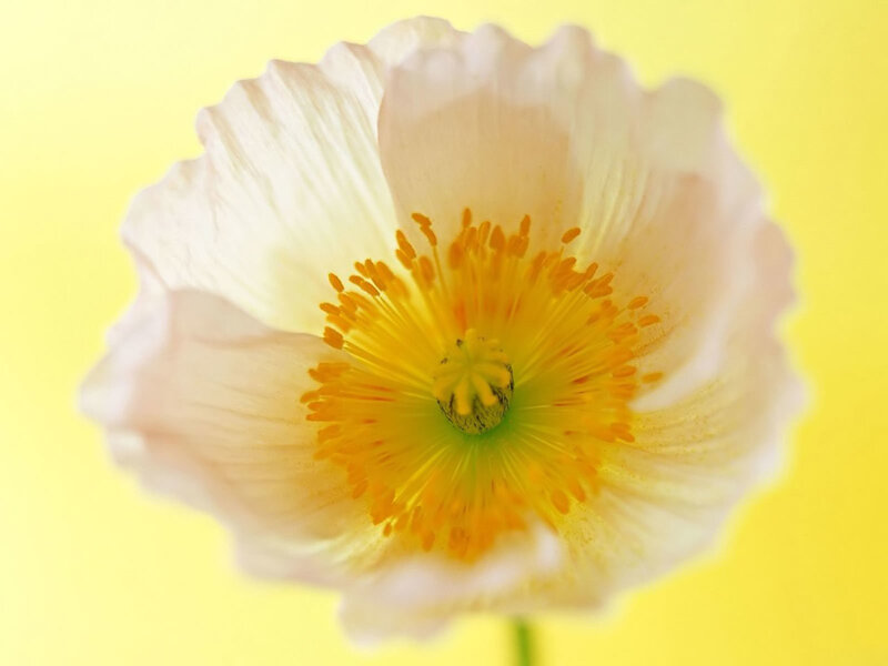 White Poppy Flower — Yellow