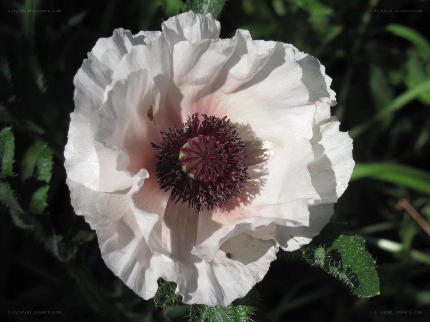 white poppy flower
