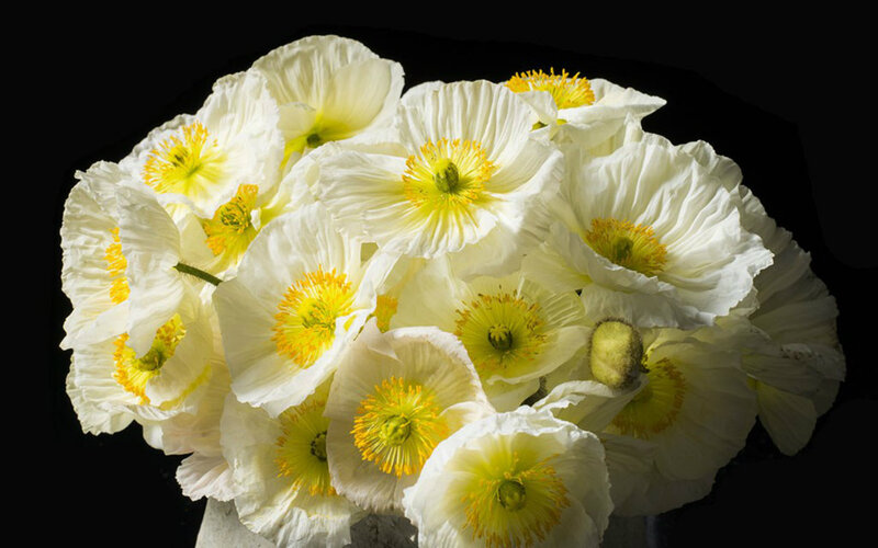 White Poppy Flowers — Dramatic