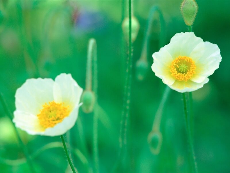 White Poppy Flowers — Green