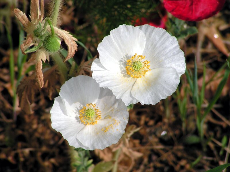 White poppy flowers in garden