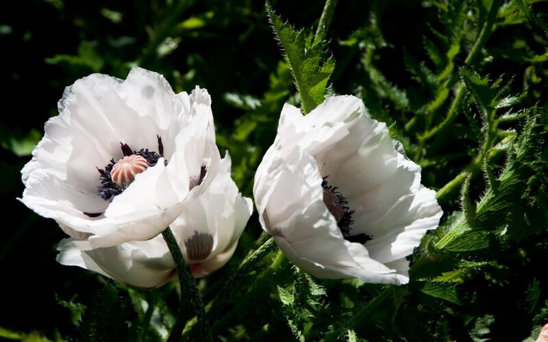 White Poppy Flowers — Natural