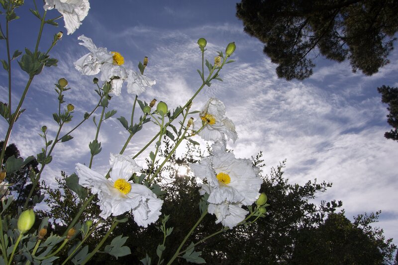 White Poppy Flowers — Serene, Afternoon, Photograph