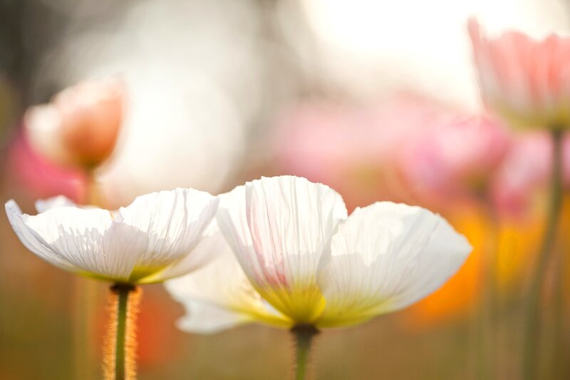 White Poppy Flowers — Serene, Morning