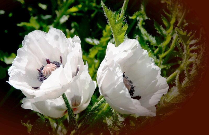 White Poppy Flowers — Serene