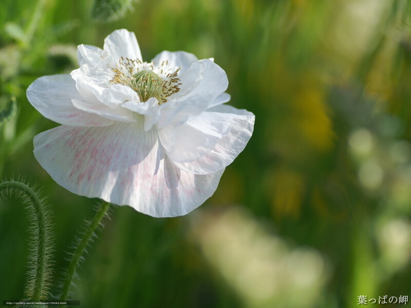 White poppy in a field