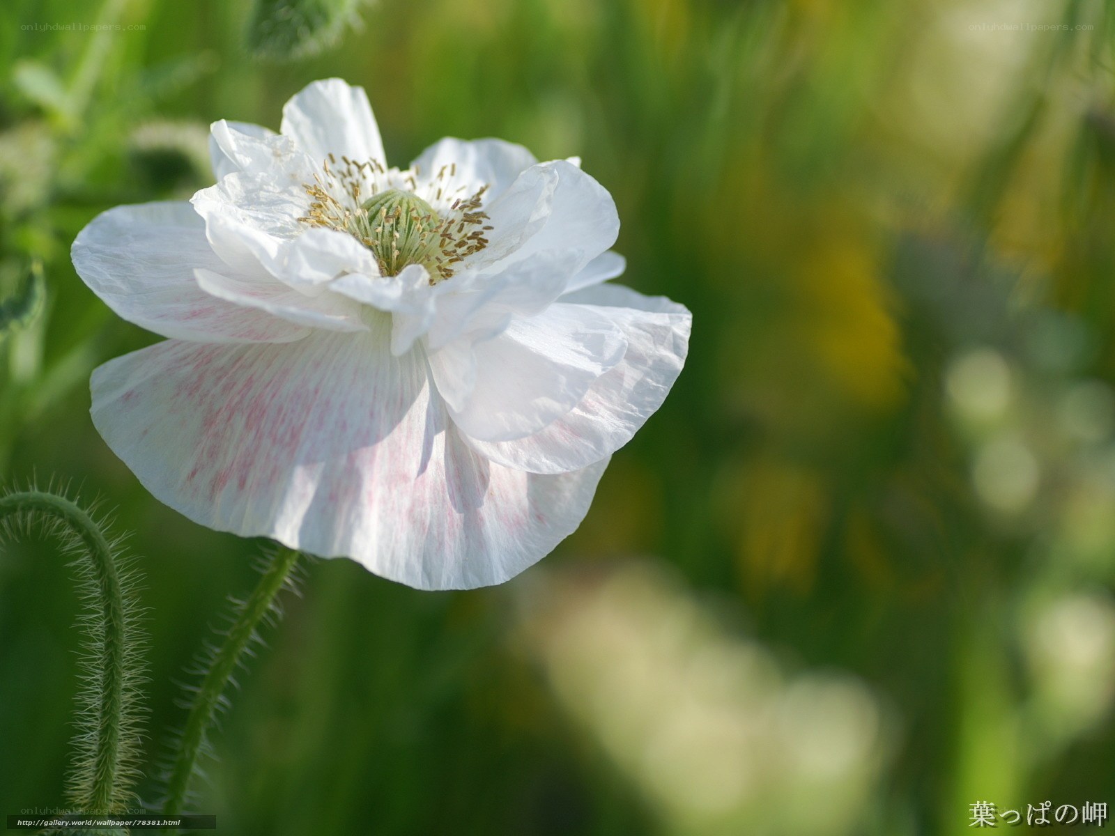 White poppy in a field
