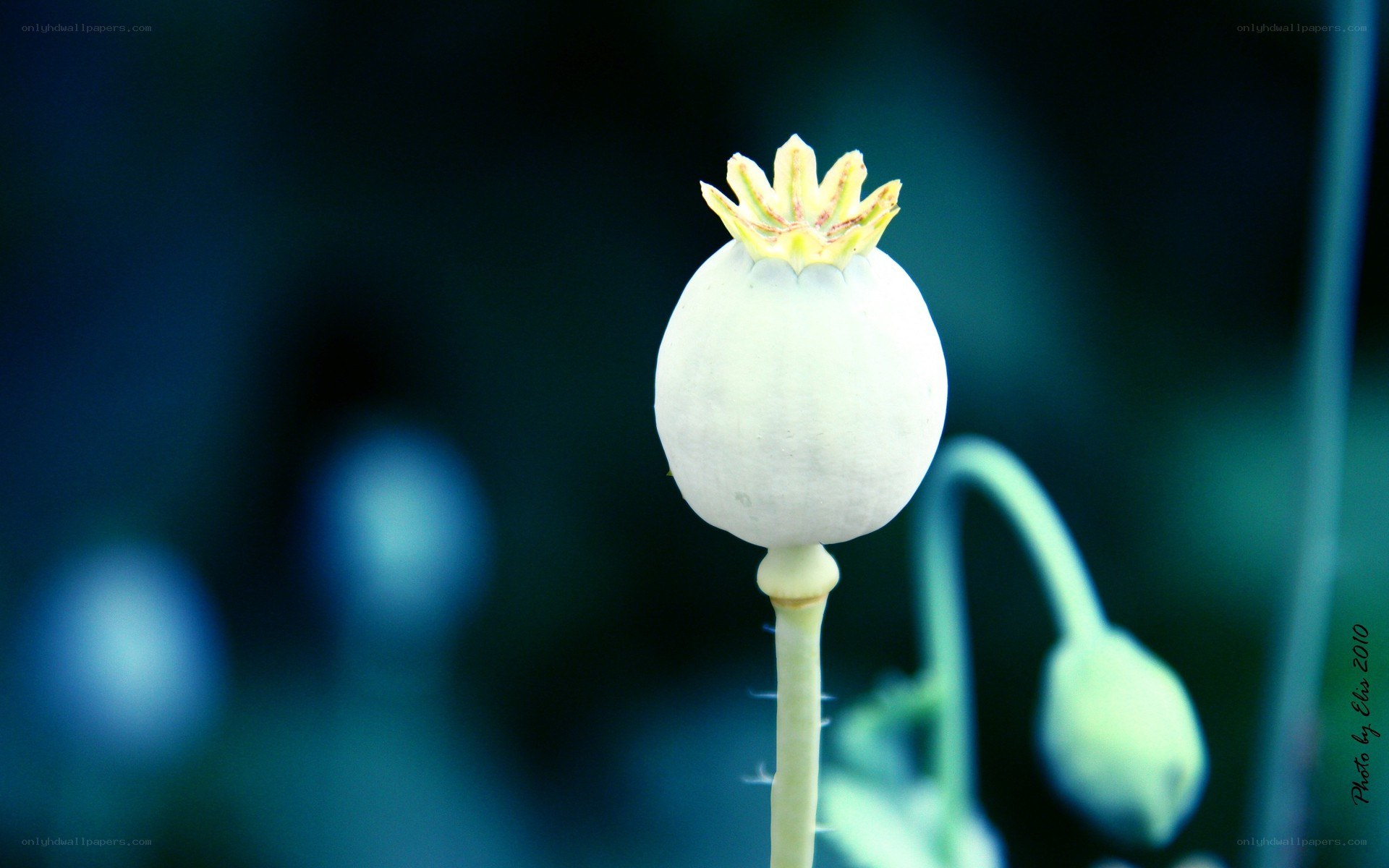 white poppy seed pod