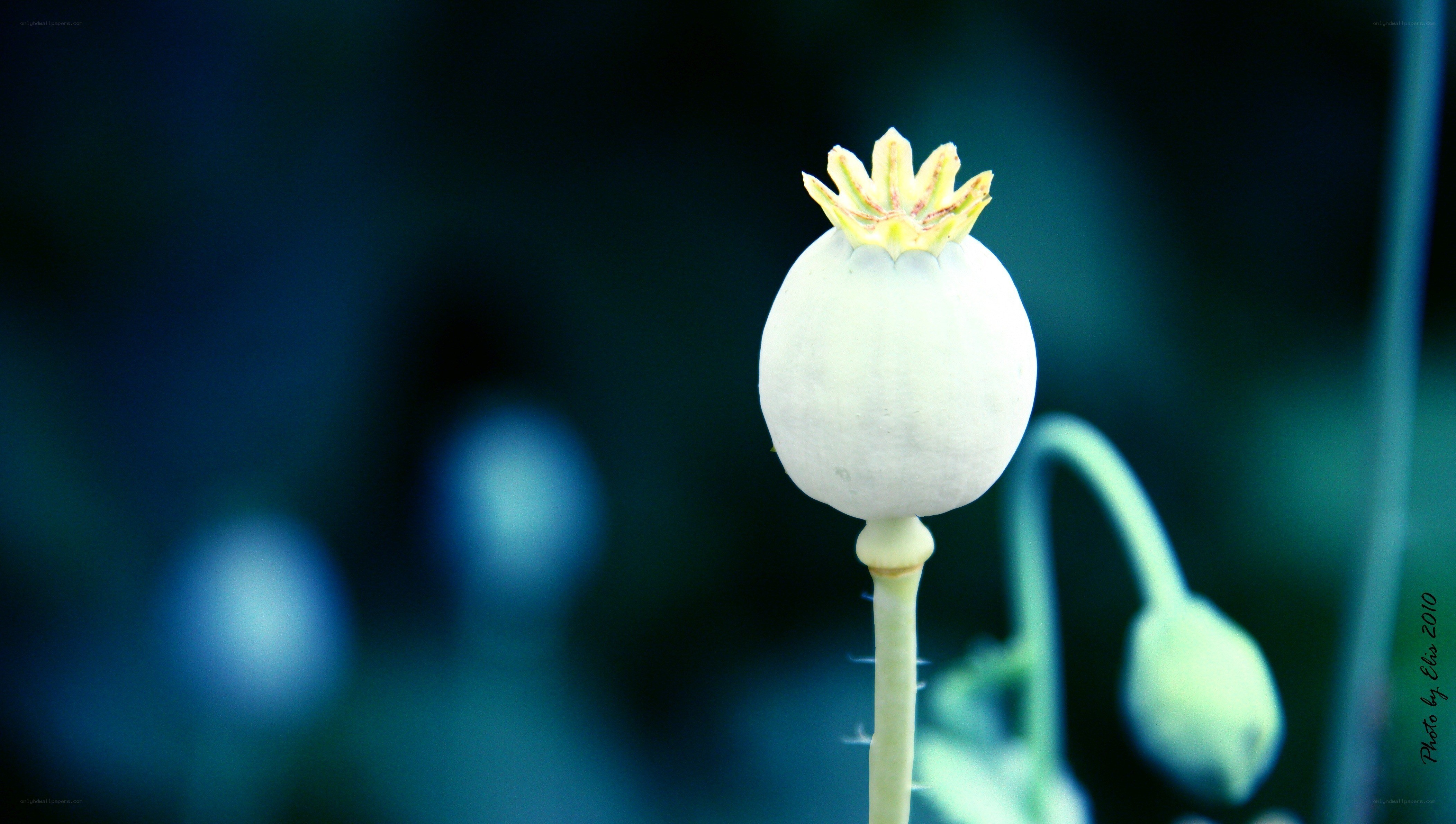white poppy seed pod