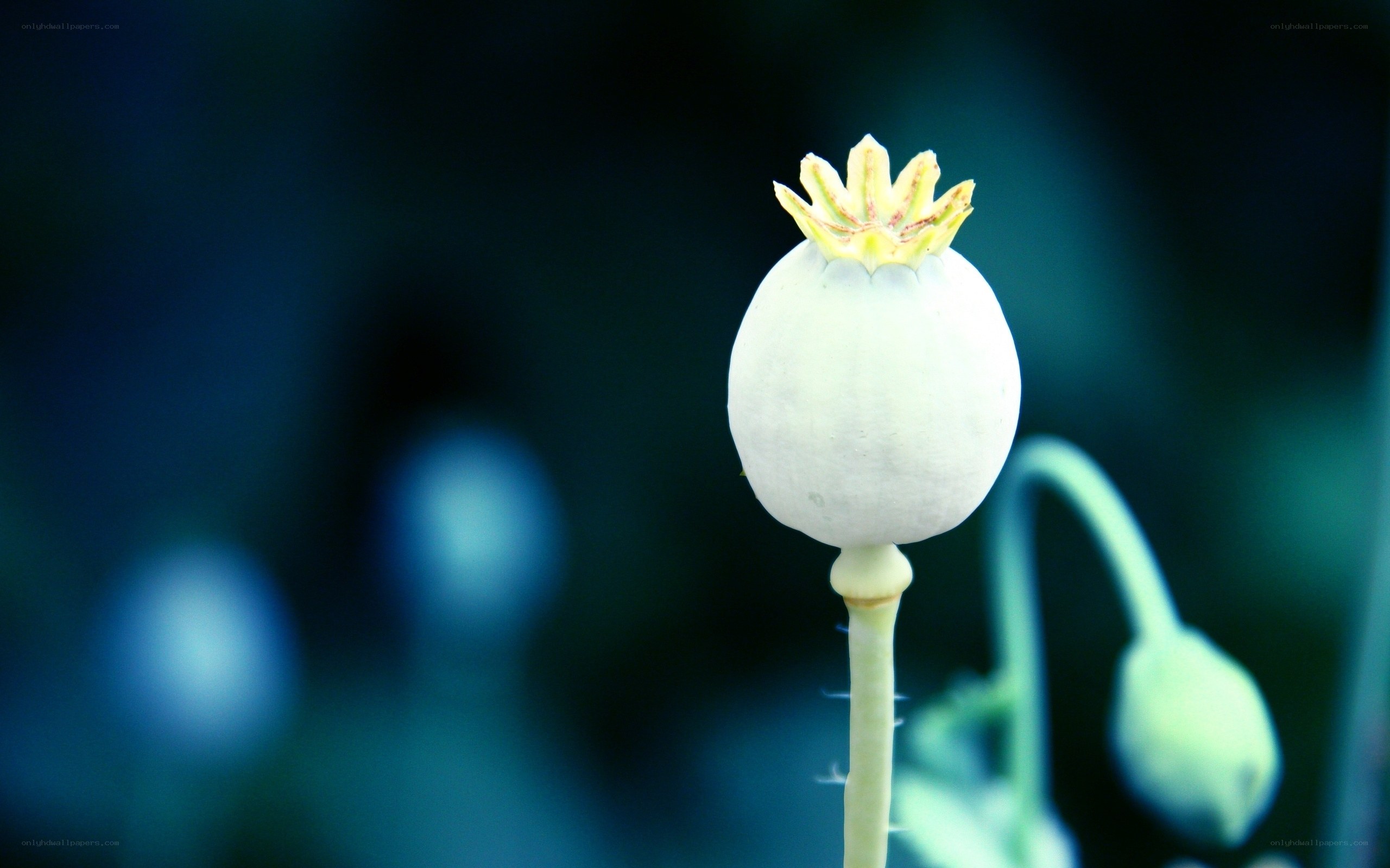 white poppy seed pod