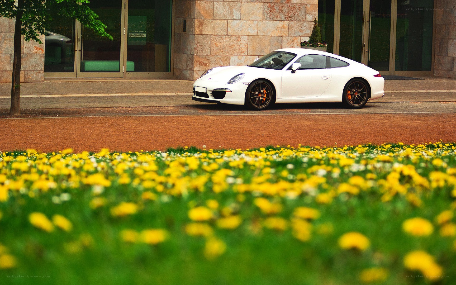 White Porsche in a flower field