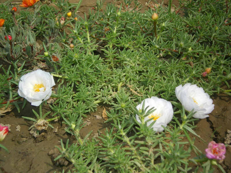 White Portulaca Flowers — Calm, Afternoon