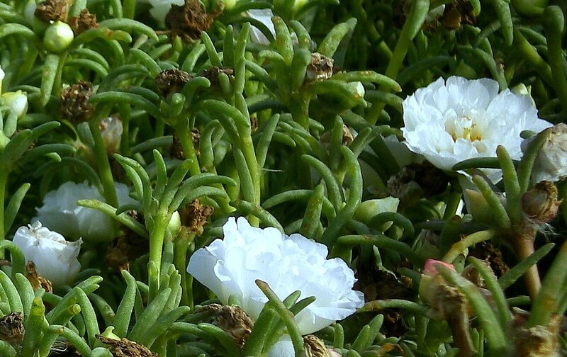 White Portulaca Flowers