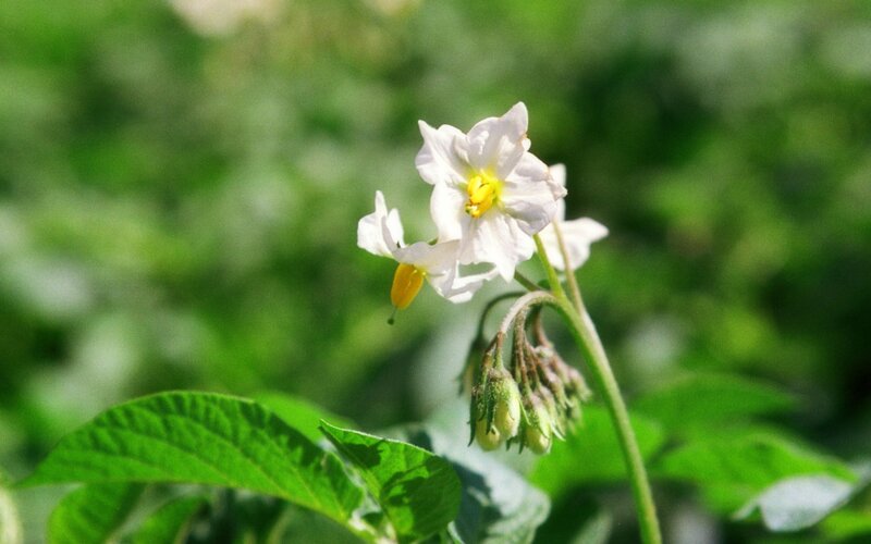 White potato flower in bloom