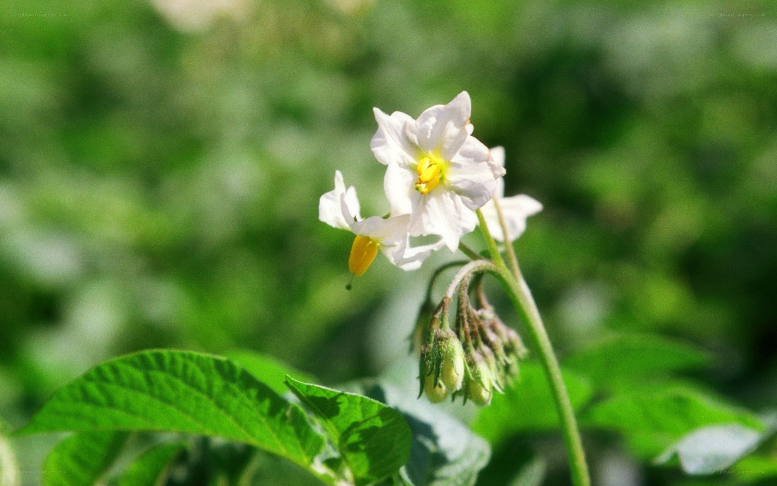 White potato flower in bloom