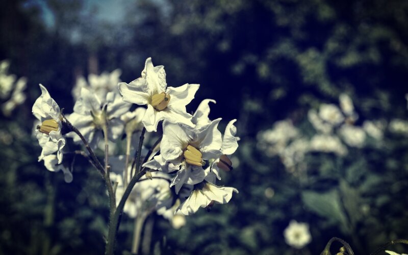 White Potato Flowers