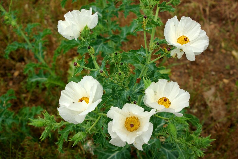 White Prickly Poppy Flowers