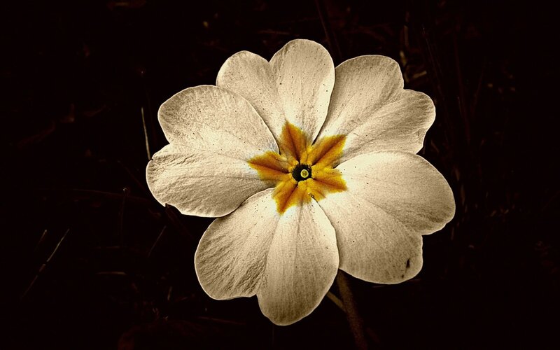White Primrose Flower