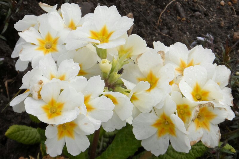 White Primrose Flowers — Calm, Spring, Photograph, Leaves