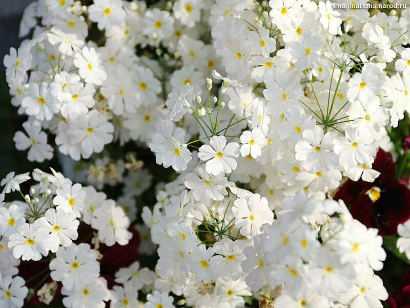White Primrose Flowers — Calm, Spring, Photograph