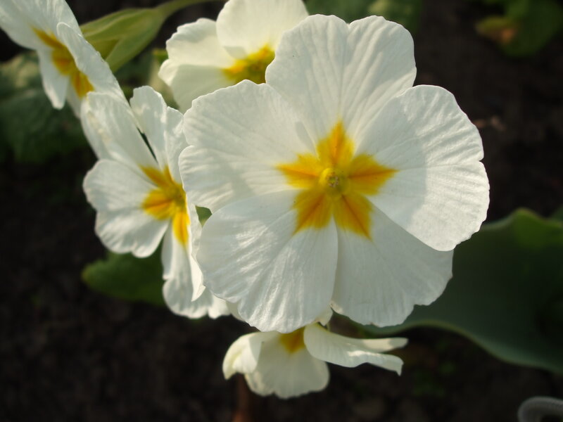 White Primrose Flowers — Calm, Spring, Photograph, Yellow Center