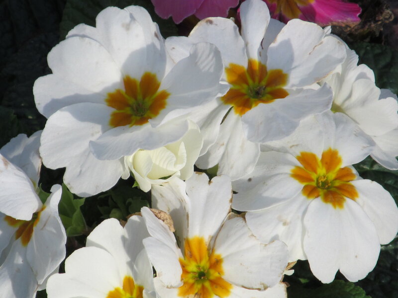 White Primrose Flowers — Calm, Spring, Photograph, Yellow Centers, Green Leaves