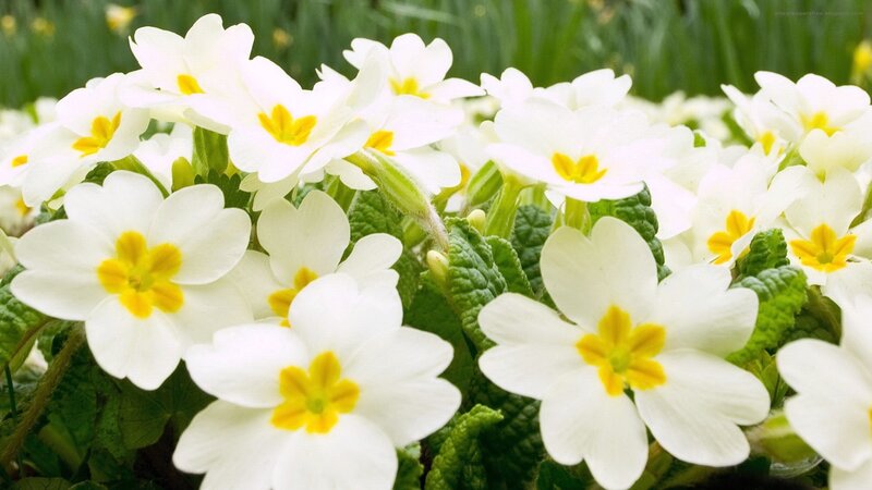 White Primrose Flowers — Calm, Spring, Photograph, Yellow Centers