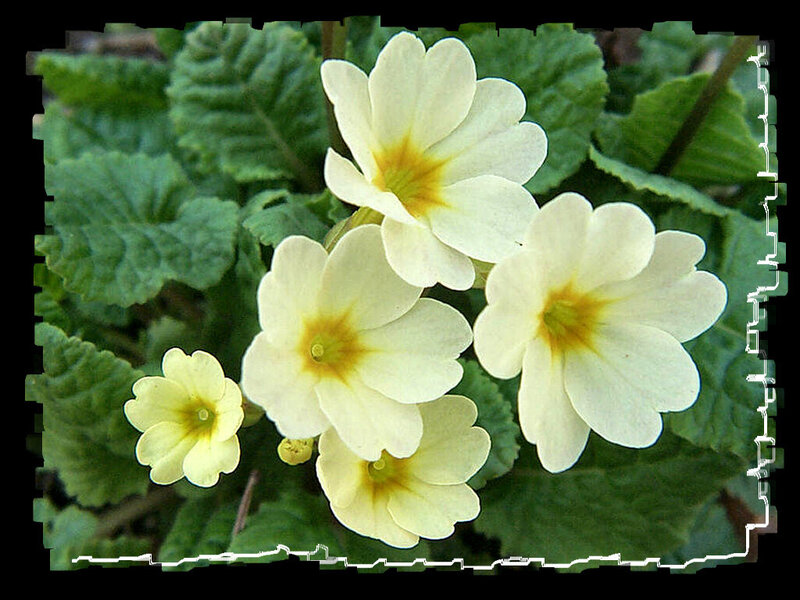 White Primrose Flowers — Calm, Spring