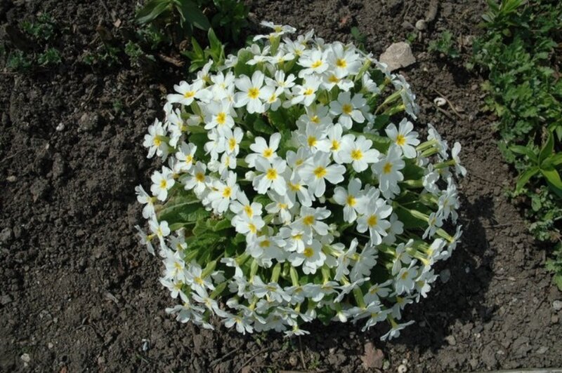 White Primrose Flowers — Calm