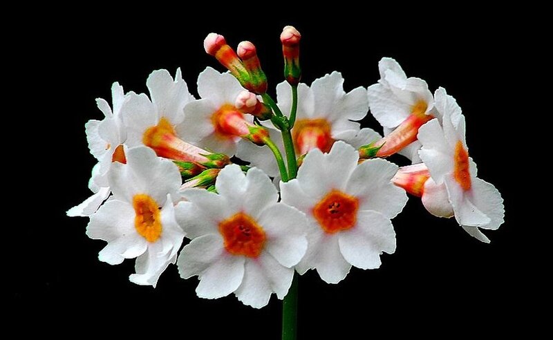 White Primrose Flowers — Dramatic